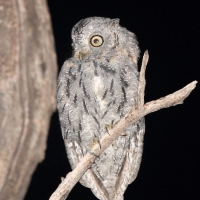 Syczek afrykański - Otus senegalensis - African Scops Owl