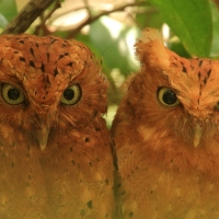 Syczek brunatny - Otus ireneae - Sokoke Scops Owl