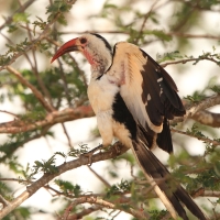 Toko białogrzbiety - Tockus erythrorhynchus - Northern Red-billed Hornbill