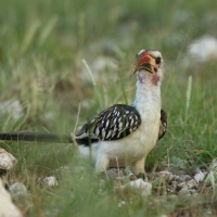 Toko białogrzbiety - Tockus erythrorhynchus - Northern Red-billed Hornbill
