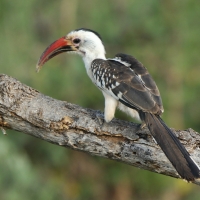 Toko białogrzbiety - Tockus erythrorhynchus - Northern Red-billed Hornbill