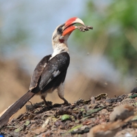 Toko czarnoskrzydły - Tockus deckeni - Von der Decken's Hornbill