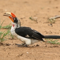Toko czarnoskrzydły - Tockus deckeni - Von der Decken's Hornbill