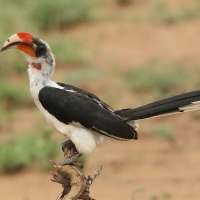 Toko czarnoskrzydły - Tockus deckeni - Von der Decken's Hornbill