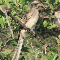 Toko nosaty - Lophoceros nasutus - African Grey Hornbill