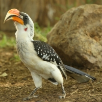 Toko plamisty - Tockus deckeni jacksoni - Jackson's Hornbill