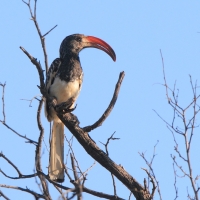 Toko plamoskrzydły - Tockus monteiri - Monteiro's Hornbill