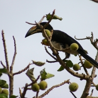 Toko żałobny - Lophoceros fasciatus - African Pied Hornbill