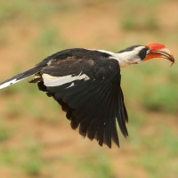 Toko czarnoskrzydły - Tockus deckeni - Von der Decken's Hornbill
