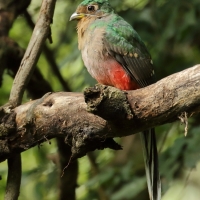 Afrotrogon zielony - Apaloderma narina - Narina Trogon
