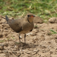 Żwirowiec łąkowy - Glareola pratincola - Collared Pratincole