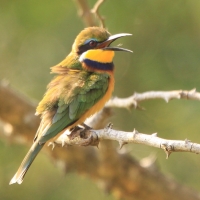 Żołna niebieskopierśna - Merops variegatus - Blue-breasted Bee-eater