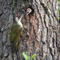 Dzięcioł zielony - Picus viridis - Green Woodpecker