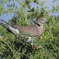 Synogarlica okularowa - Streptopelia decipiens - African Mourning Dove