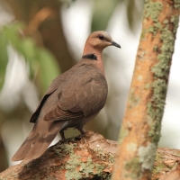 Synogarlica czerwonooka - Streptopelia semitorquata - Red-eyed Dove