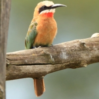 Żołna białoczelna - Merops bullockoides - White-fronted Bee-eater