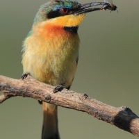 Żołna mała - Merops pusillus - Little Bee-eater