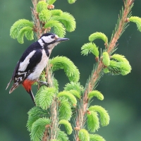 Dzięcioł duży - Dendrocopos major - Great Spotted Woodpecker