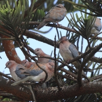 Synogarlica senegalska - Streptopelia senegalensis - Laughing Dove