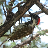 Dzięciolik złotosterny - Geocolaptes abingoni - Golden-tailed Woodpecker