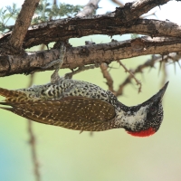 Dzięciolik złotosterny - Geocolaptes abingoni - Golden-tailed Woodpecker