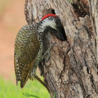 Dzięciolik złotosterny - Geocolaptes abingoni - Golden-tailed Woodpecker