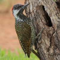 Dzięciolik złotosterny - Geocolaptes abingoni - Golden-tailed Woodpecker