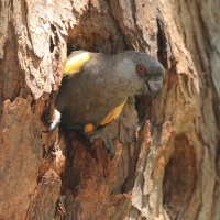 Afrykanka niebieskorzytna - Poicephalus rueppellii - Rüppell's Parrot