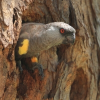 Afrykanka niebieskorzytna - Poicephalus rueppellii - Rüppell's Parrot