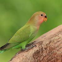 Nierozłączka czerwonoczelna - Agapornis roseicollis - Rosy-faced Lovebird
