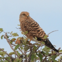 Pustułka stepowa - Falco rupicoloides - Greater Kestrel