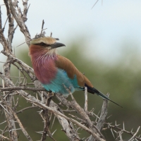 Kraska liliowopierśna - Coracias caudatus - Lilac-breasted Roller