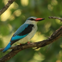 Łowiec jasny - Halcyon senegalensis - Woodland Kingfisher