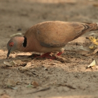 Synogarlica okularowa - Streptopelia decipiens - African Mourning Dove