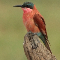 Żołna karminowa - Merops nubicoides - Southern Carmine Bee-eater