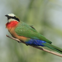Żołna białoczelna - Merops bullockoides - White-fronted Bee-eater