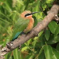 Żołna białoczelna - Merops bullockoides - White-fronted Bee-eater