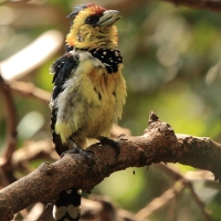 Brodal czubaty - Trachyphonus vaillantii - Crested Barbet