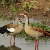 Gęsiówka egipska - Alopochen aegyptiaca - Egyptian Goose