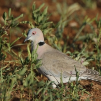 Synogarlica okularowa - Streptopelia decipiens - African Mourning Dove