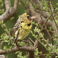 Brodal czarnogardły - Trachyphonus darnaudii  - D'Arnaud's Barbet