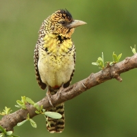 Brodal czarnogardły - Trachyphonus darnaudii  - D'Arnaud's Barbet