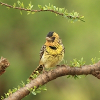 Brodal czarnogardły - Trachyphonus darnaudii  - D'Arnaud's Barbet