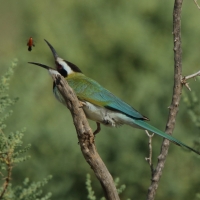 Żołna białogardła - Merops albicollis - White-throated Bee-eater