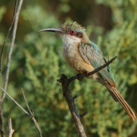 Żołna blada - Merops revoilii - Somali Bee-eater