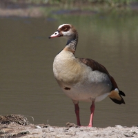 Gęsiówka egipska - Alopochen aegyptiaca - Egyptian Goose