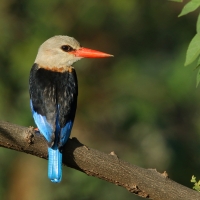 Łowiec szarogłowy - Halcyon leucocephala - Grey-headed Kingfisher