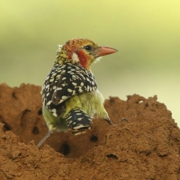 Brodal czerwonouchy - Trachyphonus erythrocephalus - Red-and-yellow Barbet