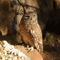 Puchacz plamisty - Bubo africanus - Spotted Eagle Owl