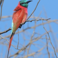 Żołna szkarłatna - Merops nubicus - Northern Carmine Bee-eater